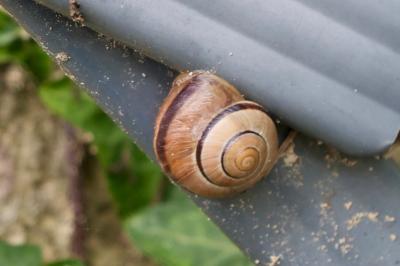 <i>Cepaea</i>