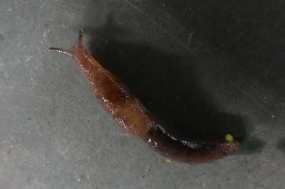 <i>Deroceras invadens</i>