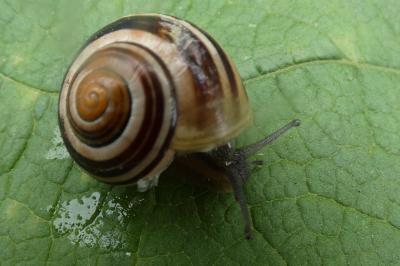 <i>Cepaea hortensis</i>