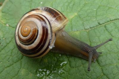 <i>Cepaea hortensis</i>