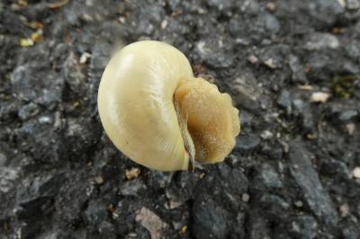 <i>Cepaea nemoralis</i>