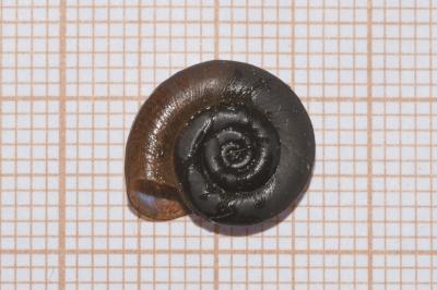 <i>Planorbis planorbis</i>