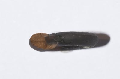 <i>Planorbis planorbis</i>