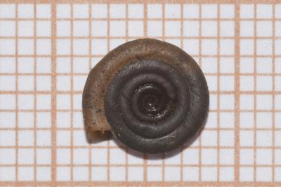 <i>Anisus septemgyratus</i>