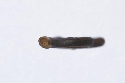 <i>Anisus septemgyratus</i>