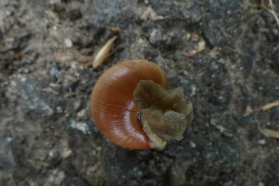 <i>Cepaea nemoralis</i>