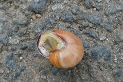 <i>Cepaea nemoralis</i>