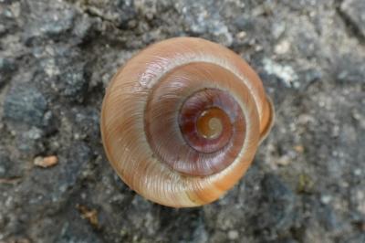 <i>Cepaea nemoralis</i>