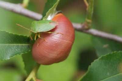 <i>Cepaea nemoralis</i>