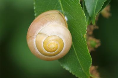 <i>Cepaea nemoralis</i>