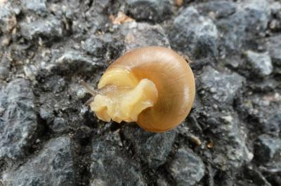 <i>Cepaea</i>