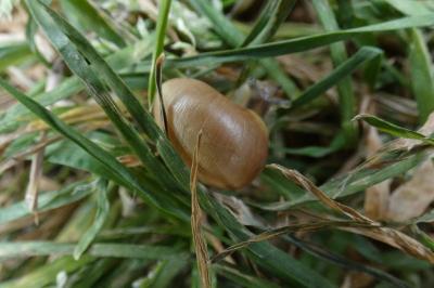 <i>Cepaea</i>
