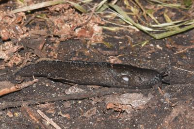 <i>Limax cinereoniger</i>