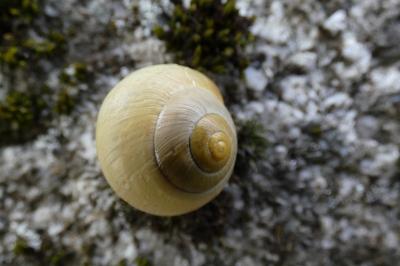 <i>Cepaea</i>