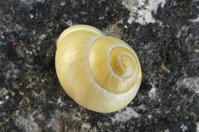 <i>Cepaea hortensis</i>