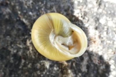 <i>Cepaea hortensis</i>
