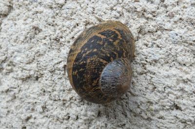 <i>Cornu aspersum</i>