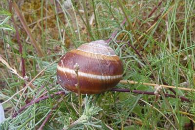 <i>Helix lucorum</i>