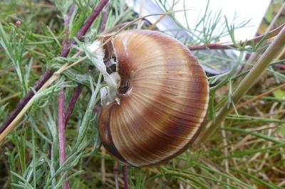 <i>Helix lucorum</i>