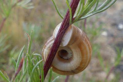 <i>Helicella itala</i>