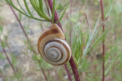 <i>Helicella itala</i>