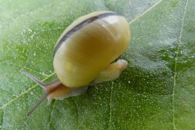 <i>Cepaea nemoralis</i>