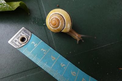 <i>Cepaea nemoralis</i>
