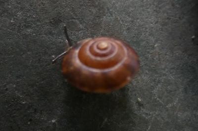 <i>Hygromia cinctella</i>