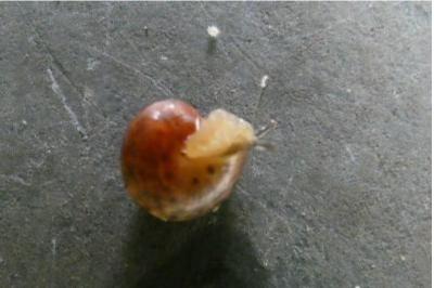 <i>Hygromia cinctella</i>