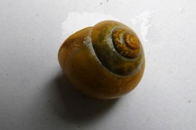 <i>Cepaea hortensis</i>