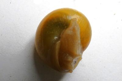 <i>Cepaea hortensis</i>