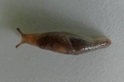 <i>Deroceras invadens</i>