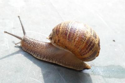 <i>Cornu aspersum</i>