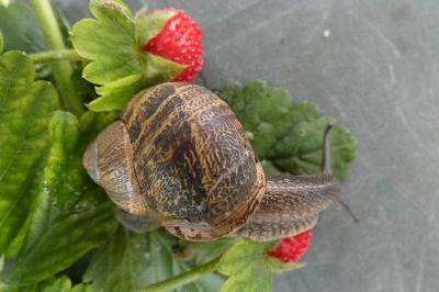 <i>Cornu aspersum</i>