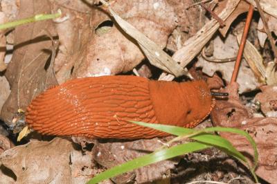 <i>Arion ater rufus</i>