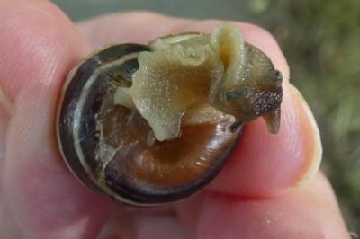 <i>Cepaea</i>