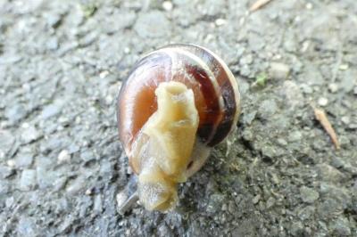 <i>Cepaea</i>