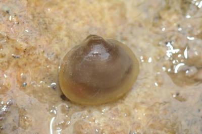 <i>Sphaerium lacustre</i>