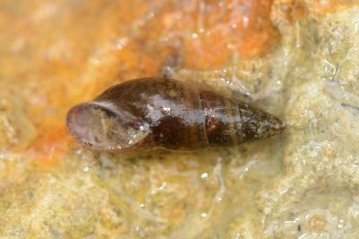 <i>Omphiscola glabra</i>