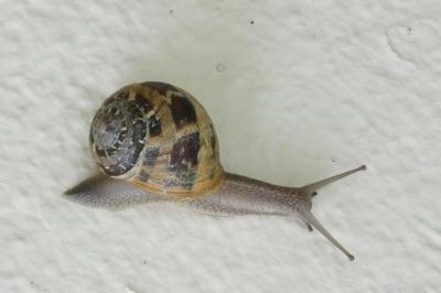 <i>Cornu aspersum</i>