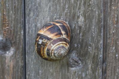 <i>Helix lucorum</i>