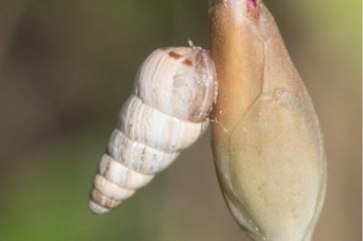 Cochlicella acuta