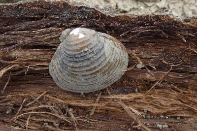 <i>Corbicula</i>
