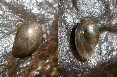 <i>Physa fontinalis</i>