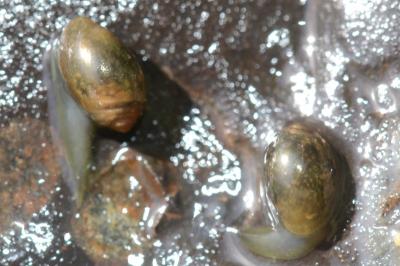 <i>Physa fontinalis</i>