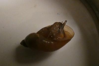 <i>Oxyloma</i>