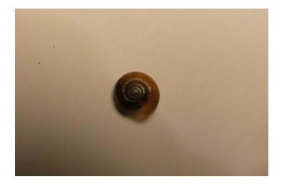 <i>Oxychilus</i>