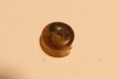 <i>Oxychilus</i>