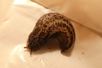 <i>Limax maximus</i>