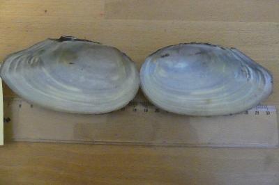 <i>Anodonta cygnea</i>